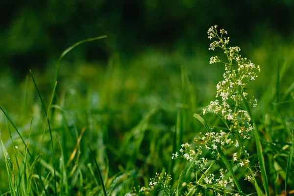 Nahaufnahme Von Frischem Dichtem Gras Mit Wassertropfen Frühen Morgen Nahaufnahme — Stockfoto