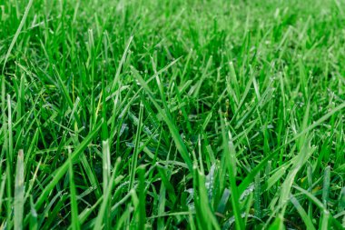 Sabahın erken saatlerinde taze, sık çimenleri su damlalarıyla kapatın. Yumuşak sabah ışığında çiğ damlaları ile yemyeşil çimlerin yakınlaşması.