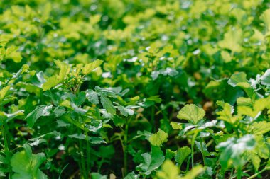 Sabahın erken saatlerinde taze, sık çimenleri su damlalarıyla kapatın. Yumuşak sabah ışığında çiğ damlaları ile yemyeşil çimlerin yakınlaşması.