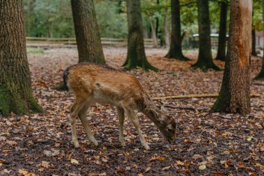Lush Green Peri Masalı büyüme kavramında kızıl geyik. Sisli orman manzarası.