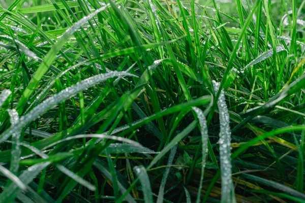 Close Fresh Thick Grass Water Drops Early Morning Closeup Lush — Stock Photo, Image