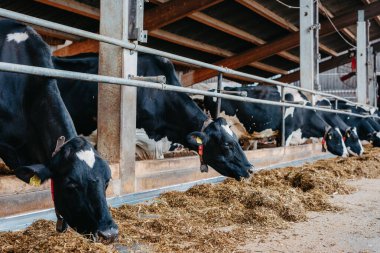 Kafesteki dana ineği, biyolojik çiftçilikle ilgilenmek, samanlıkta otlayan evcil hayvanları beslemek, sığır çiftlikleri, inek ahırları. Fleckvieh cinsi, sürdürülebilir gelişimin mutlu süt inekleri. İki süt için de uygun.