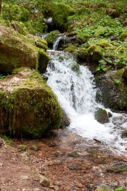 Kayalık kıyıları olan pürüzlü bir dağ nehri, nehrin kıyısında orijinal kaya konfigürasyonları, güzel turistik yerler. Nehir kıyısında, baharda, genç yeşil ağaç yaprakları. Pürüzlü dağ nehri