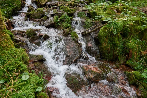 Hegyi Folyó Víz Áramlik Zöld Alpok Erdőben Folyó Patak Vízesés — Stock Fotó