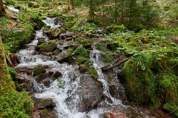Fjällälvens Vattenflöde Grön Alpernas Skog Flodens Vattenfall Skogslandskapet Naturskön Utsikt — Stockfoto