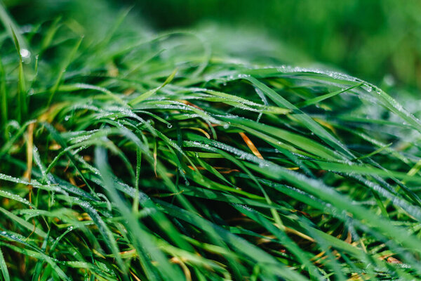 Close up of fresh thick grass with water drops in the early morning. Closeup of lush uncut green grass with drops of dew in soft morning light.