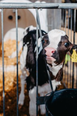 Sarı kulaklıklı küçük buzağı çiftlikteki güneş alan çiftlik hayvanlarının ambarında kameraya bakıyor. Sığır yetiştiriciliği, hayvanlara bakmak, süt ürünleri ve et üretimi konsepti. beyaz