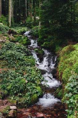 Kayalık kıyıları olan pürüzlü bir dağ nehri, nehrin kıyısında orijinal kaya konfigürasyonları, güzel turistik yerler. Nehir kıyısında, baharda, genç yeşil ağaç yaprakları. Pürüzlü dağ nehri