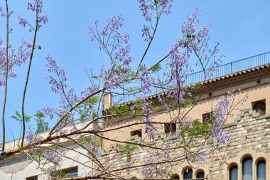 Mavi gökyüzünde mor ağaç ve sarı bina arka planı. Mavi Jacaranda 'nın egzotik menekşesi veya mor çiçekleri. Çiçekli ağaç, yaprak yok, sadece dallarda çiçek açıyor. Yaz doğa duvar kâğıdı. Çiçek açıyor