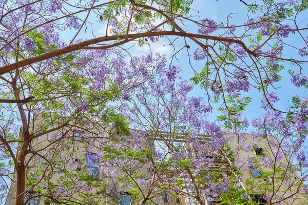 Фиолетовое Дерево Синем Небе Желтом Фоне Здания Экзотические Фиолетовые Фиолетовые — стоковое фото