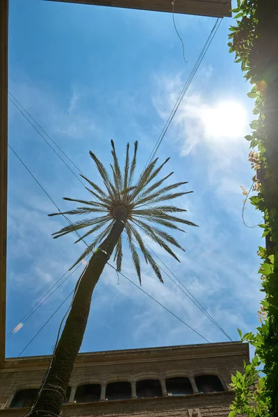 야자나무 바르셀로나 대성당 스페인 바르셀로나 2023 — 스톡 사진