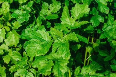 Sabahın erken saatlerinde taze, sık çimenleri su damlalarıyla kapatın. Yumuşak sabah ışığında çiğ damlaları ile yemyeşil çimlerin yakınlaşması.