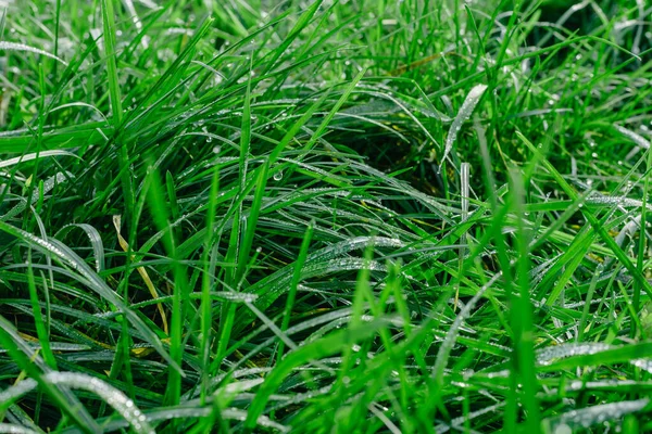 早朝に水が落ちると新鮮な厚草の終わります 柔らかい朝の光の中で露の滴と緑豊かな切り取られていない緑の草の閉鎖 — ストック写真