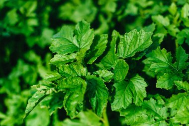 Sabahın erken saatlerinde taze, sık çimenleri su damlalarıyla kapatın. Yumuşak sabah ışığında çiğ damlaları ile yemyeşil çimlerin yakınlaşması.