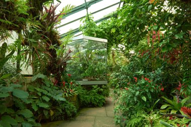 Amazon Ekosistem Büyüsü: Botanik Serasında Doğa Harikaları. Botanik Yağmur Ormanları Mucizesi: Konservatuarda Amazon Flora 'sını keşfetmek. Amazon Ekosistem Büyüsü Açıklandı