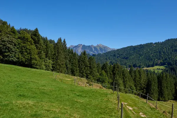 Alpine Bliss Sunuldu Çayırlar Yaz Gökleri Altındaki Evergreen Ormanları Ele Stok Resim