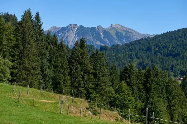 Alpine Bliss Sunuldu Çayırlar Yaz Gökleri Altındaki Evergreen Ormanları Ele Telifsiz Stok Imajlar