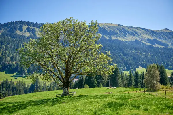 Alp Senfonisi Sunuldu Majestic Peaks Vahşi Doğasında Yaz Majesteleri Huzur Stok Resim