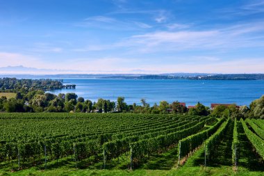 Bodensee Panorama: Ufuk 'ta Alpler, Üzüm bağları ve Pastoral Güzellik. Alman kırsalındaki Bodensee, Üzüm bağları ve Antika Köyleri. Vineyard Vistas: Bodensee, Alpine Peaks ve