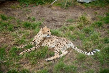 Görkemli yırtıcı leopar vahşi doğada dinleniyor. Zarif Leopar Doğanın Ortasında Rahatlıyor. Avcılar Duraksadı: Leopar Dinleniyor, Vahşi doğa tarafından kucaklanıyor. Savanadaki Dinginlik Keşfedildi