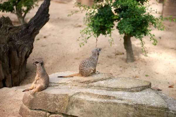 Wild Meerkats Untamed Wonders Nature Savanna Tales Adventures Free Spirited — Stock Photo, Image