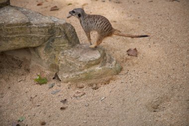 Wild Meerkats: Untamed Wonders of Nature. Savanna Tales: Adventures with Free-Spirited Meerkats. Desert Watchers: Meerkats in Their Natural Wilderness. African Odyssey: The Life and Times of Wild clipart