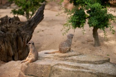 Vahşi Mirketler: Evcilleştirilmemiş Doğa Harikaları. Savanna Hikayeleri: Özgür Ruhlu Mirketlerle Maceralar. Çöl Gözcüleri: Mirketler Doğal Doğalarında. Afrika Destanı: Vahşi Yaşam ve Zamanlar
