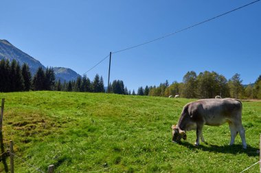 Alpine Symphony Unveiled: Cows Grazing in the Pristine Heart of Mountain Meadows. Idyllic beauty of alpine nature, with a cow grazing on the lush mountain meadows, surrounded by the majestic peaks of clipart