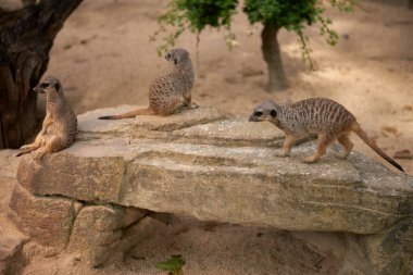 Wild Meerkats: Untamed Wonders of Nature. Savanna Tales: Adventures with Free-Spirited Meerkats. Desert Watchers: Meerkats in Their Natural Wilderness. African Odyssey: The Life and Times of Wild clipart