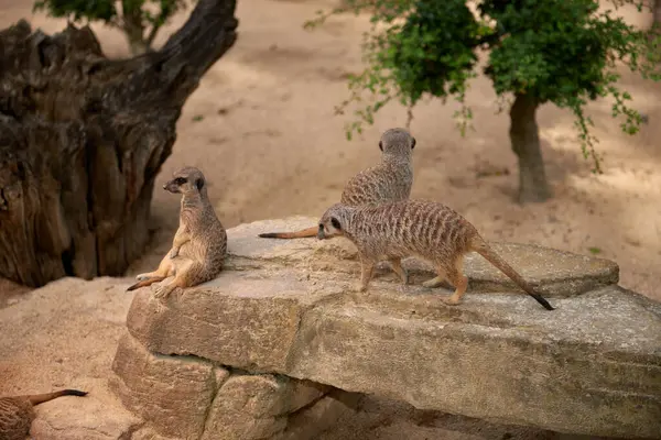 Meerkats Selvatici Meraviglie Indomite Della Natura Savanna Tales Adventures Free — Foto Stock