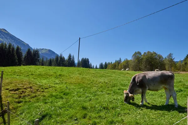 stock image Alpine Symphony Unveiled: Cows Grazing in the Pristine Heart of Mountain Meadows. Idyllic beauty of alpine nature, with a cow grazing on the lush mountain meadows, surrounded by the majestic peaks of
