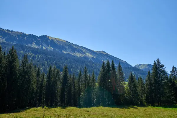Alpine Bliss Unveliled Prati Foreste Sempreverdi Sotto Cielo Estivo Montagna — Foto Stock