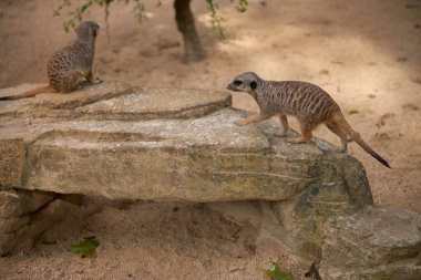 Vahşi Mirketler: Evcilleştirilmemiş Doğa Harikaları. Savanna Hikayeleri: Özgür Ruhlu Mirketlerle Maceralar. Çöl Gözcüleri: Mirketler Doğal Doğalarında. Afrika Destanı: Vahşi Yaşam ve Zamanlar