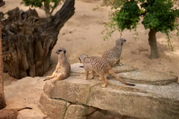 Wild Meerkats Untamed Wonders Nature Savanna Tales Adventures Free Spirited — Stock Photo, Image