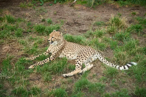 Maestoso Predatore Leopardo Riposante Natura Grazioso Leopardo Rilassante Tra Matura — Foto Stock