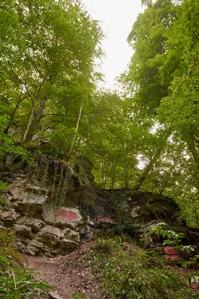 Görkemli Çam Ormanı Serenity Dağlık Arazi Nin Ortasındaki Yüksek Ağaçların Telifsiz Stok Imajlar