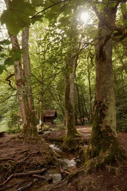 Huzurlu Riverside İnzivası, Kara Orman 'da Ahşap Kulübe, Resimli Dağ manzarası. Sahne Nehir Kıyısı Huzuru: Dağlık Arazide Bereketli Yeşillikle çevrili Yalnız Ahşap Kulübe