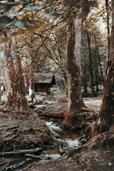 Spokojny Rekolekcje Nad Rzeką Drewniany Domek Czarnym Lesie Pośród Malowniczego — Zdjęcie stockowe