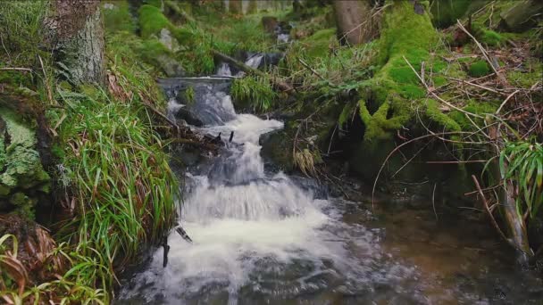 Tranquil Wilderness Escape Serene Mountain Stream Amidst Verdant Forest Pristine — Stock Video