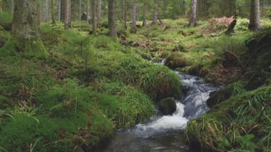 Doğa nehri şelalesi orman güneşi büyülü bir sabah. Doğa nehri şelalesi orman güneşi büyülü bir sabah. Huzurlu Vahşi Yaşam Kaçışı: Verdant Ormanı 'nın Ortasındaki Huzurlu Dağ Deresi. Pristine River Şelalesi