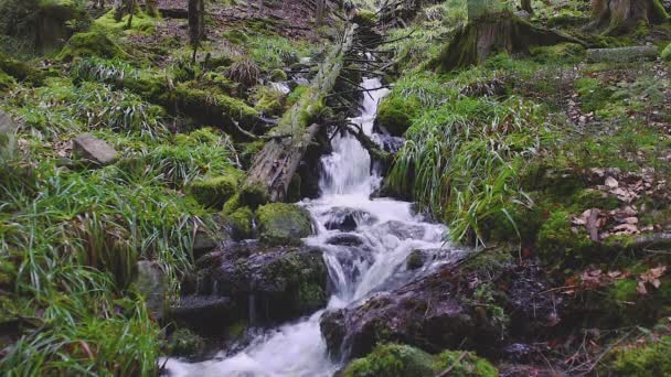 Tranquil Wilderness Escape Serene Mountain Stream Amidst Verdant Forest Río — Vídeo de stock