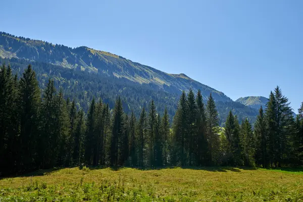 Alpine Bliss Sunuldu Çayırlar Yaz Gökleri Altındaki Evergreen Ormanları Ele Stok Resim