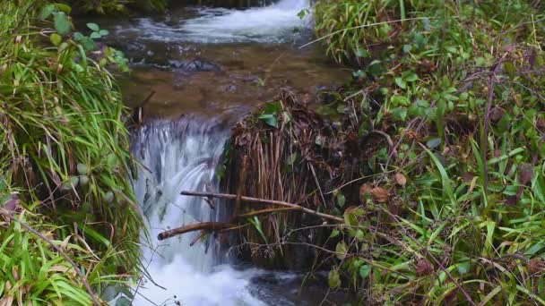 Tranquil Wilderness Escape Serene Mountain Stream Amidst Verdant Forest Pristineelven – stockvideo