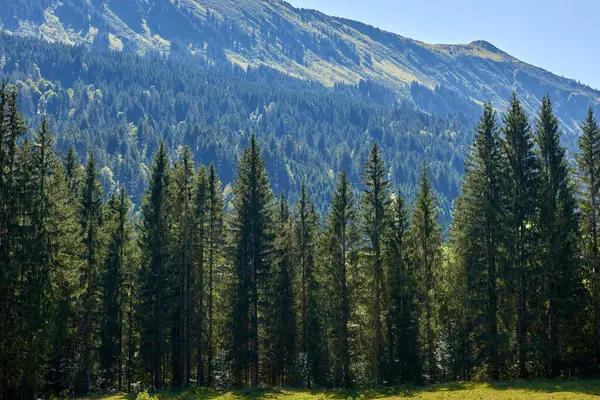Alpine Bliss Sunuldu Çayırlar Yaz Gökleri Altındaki Evergreen Ormanları Ele Stok Fotoğraf