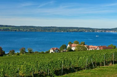 Bodensee Panorama: Ufuk 'ta Alpler, Üzüm bağları ve Pastoral Güzellik. Alman kırsalındaki Bodensee, Üzüm bağları ve Antika Köyleri. Vineyard Vistas: Bodensee, Alpine Peaks ve