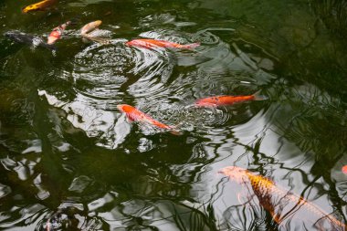 Görkemli Japon Koi Balığı Sera 'nın göletinde yüzüyor. Japon sazan balığı zarif bir şekilde sera havuzunda süzülüyor. Sera Oasis 'teki Japon Koi Balık Gölü' nün sakinliği. Egzotik Japon Koi Balığı