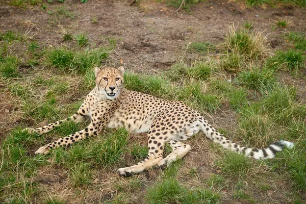 Maestoso Predatore Leopardo Riposante Natura Grazioso Leopardo Rilassante Tra Matura — Foto Stock
