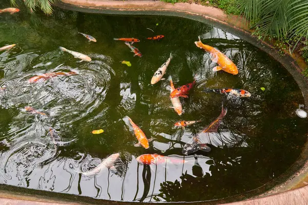 Majestic Japanese Koi Fish Swimming in Pond at Greenhouse. Japanese Carp Gracefully Gliding in Greenhouse Pond. Tranquil Japanese Koi Fish Pond in Greenhouse Oasis. Exotic Japanese Koi Fish in