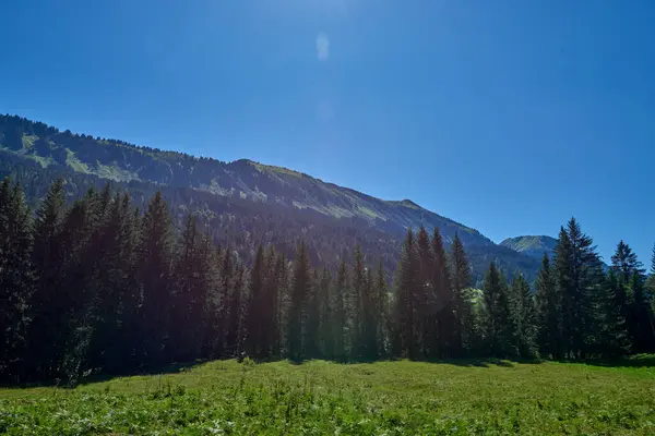 Alpine Bliss Sunuldu Çayırlar Yaz Gökleri Altındaki Evergreen Ormanları Ele Telifsiz Stok Imajlar