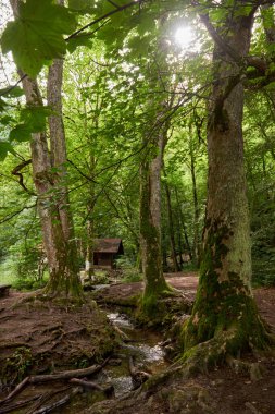 Huzurlu Riverside İnzivası, Kara Orman 'da Ahşap Kulübe, Resimli Dağ manzarası. Sahne Nehir Kıyısı Huzuru: Dağlık Arazide Bereketli Yeşillikle çevrili Yalnız Ahşap Kulübe